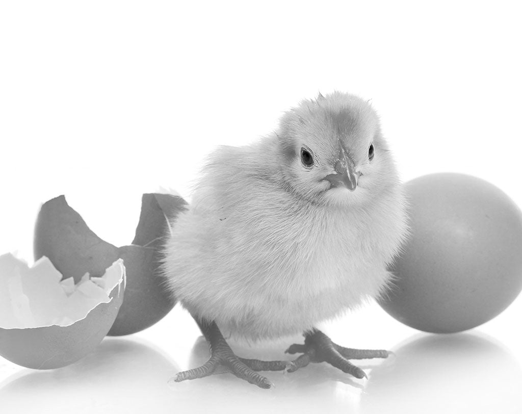 What came first, the chicken or the egg?