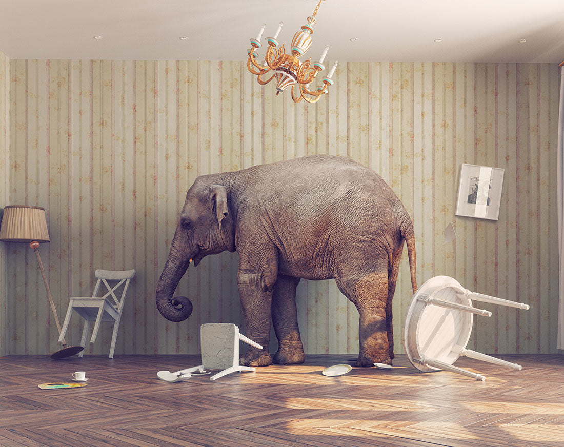 Elephant in a room