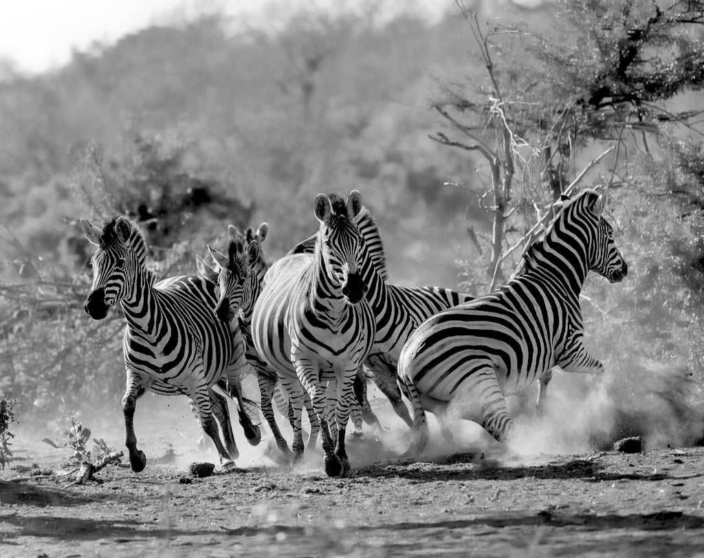 What is the Herd Theory?