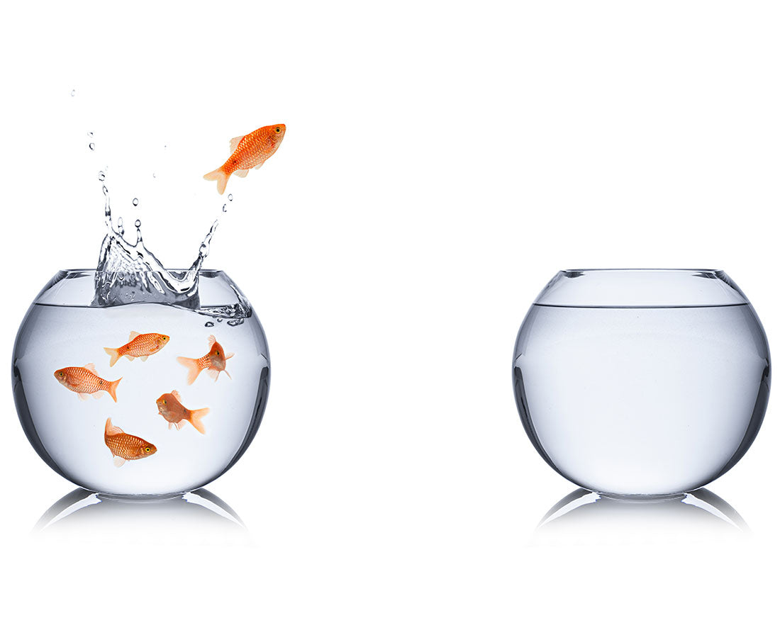fish jumping to another bowl