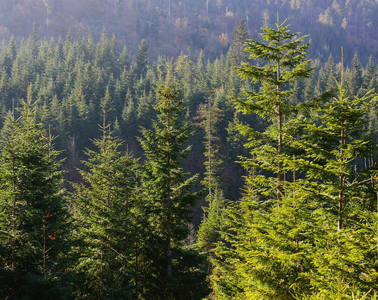 What is Evergreen Content and how do I create it?
